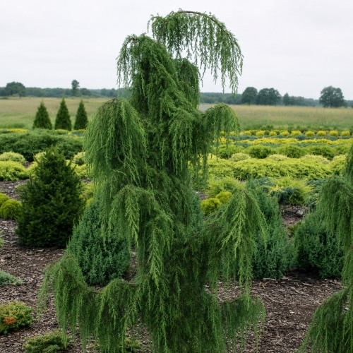 Juniperus communis 'Horstmann' - Harilik kadakas 'Horstmann' C2/2L